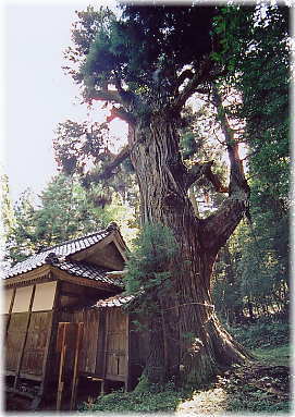 画像:大杉神社のスギ