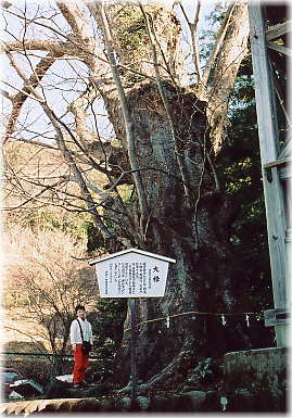 画像：大附日枝神社の大欅（幹と並ぶ）