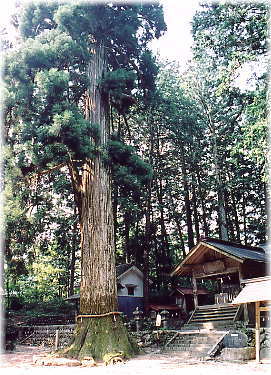 画像：大山田神社の大杉