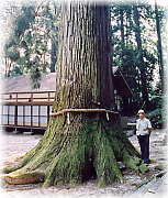 画像：大山田神社の大杉（幹と並ぶ）