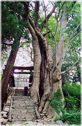 画像:鶯宿諏訪神社のケヤキ(幹と並ぶ)