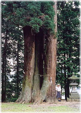 画像:御崎神社の四本杉(幹と並ぶ)