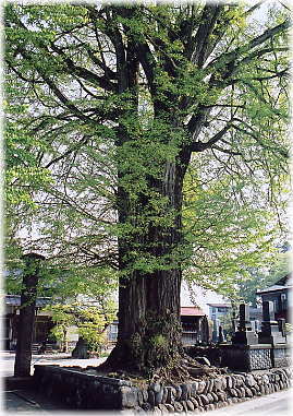 画像:林昌寺のイチョウ