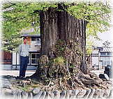 画像:林昌寺のイチョウ(幹と並ぶ)