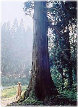 画像：六斗沢の杉（幹と並ぶ）
