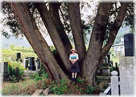 画像：西禅寺のカヤの木（幹と並ぶ）