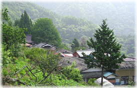 画像:逆公孫樹(遠景)