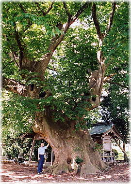 画像:桜井神社のケヤキ(1)(幹と並ぶ)