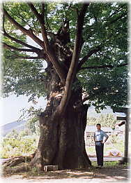 画像:桜井神社のケヤキ(2)(幹と並ぶ)