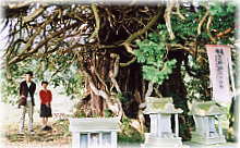 画像:沢尻の大サワラ(幹と並ぶ)