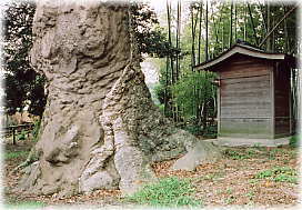 画像:清河寺の大ケヤキ_2