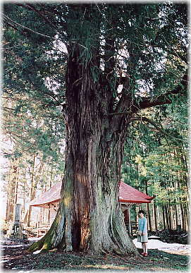 画像:青龍寺観世音堂の大檜(幹と並ぶ)