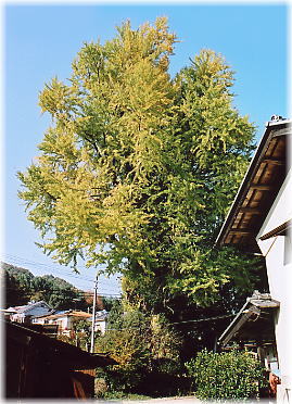 �摜�F�֖x�̑��ǁi�S�i�j