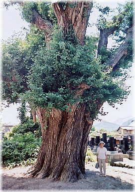 画像:専称寺の大イチョウ(幹と並ぶ)