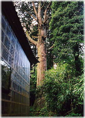 画像:新庄八幡神社のスギ