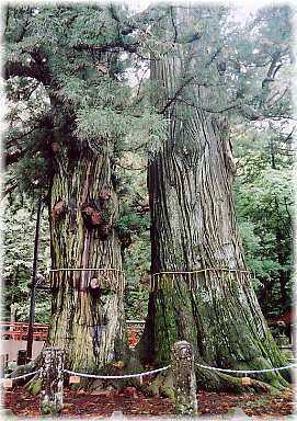 画像:逆杉