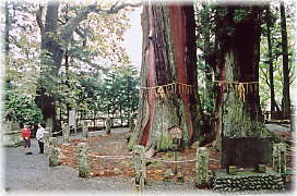 画像:逆杉(幹と並ぶ)