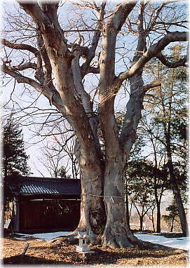 画像:塩川市乃町神社のケヤキ