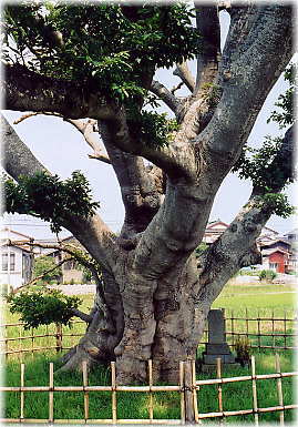 画像:塩谷の榎