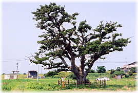 画像:塩谷の榎(全景)