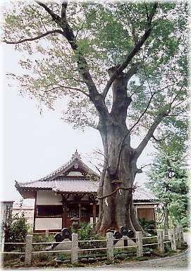 画像:城山稲荷神社のケヤキ