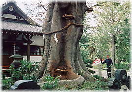 画像:城山稲荷神社のケヤキ(幹と並ぶ)