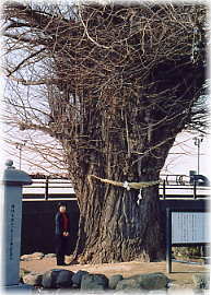 画像:称名寺の大イチョウ(幹と並ぶ)