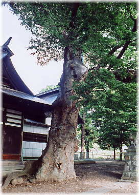 画像：返目神社のケヤキ