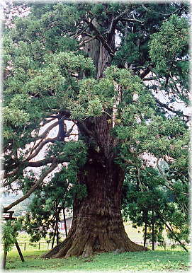 画像：杉沢の大杉