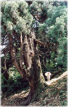 画像：杉下の大杉（幹と並ぶ）