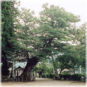 画像:住吉神社のケヤキ