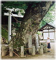 画像:住吉神社のケヤキ(幹と並ぶ)