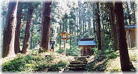 画像:諏訪神社の境内林