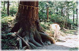 画像：諏訪神社の千年杉（幹と並ぶ）