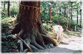 画像:諏訪神社の千年杉(幹と並ぶ)