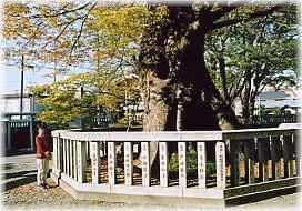 画像:高城神社の御神木(幹と並ぶ)