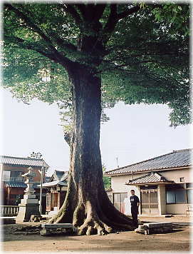 画像:琴平神社のケヤキ(幹と並ぶ)
