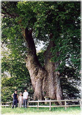 画像：高瀬の大木（幹と並ぶ）