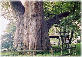 画像：高瀬の大木