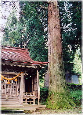 画像:高草嶺の大杉