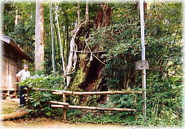 画像:高爪神社のタブノキ(幹と並ぶ)