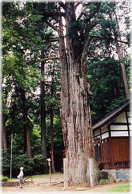 画像:高山神明神社の大スギ(幹と並ぶ)