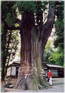 画像:武田八幡神社のスギ(幹と並ぶ)