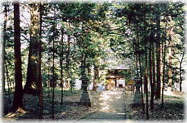 画像：武田八幡神社の社叢