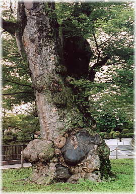 画像:棚倉城址の大ケヤキ