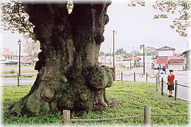 画像:棚倉城址の大ケヤキ(幹と並ぶ)