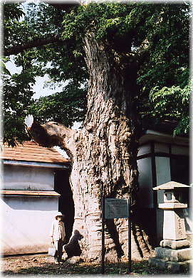 画像：熊野神社の大ケヤキ（幹と並ぶ）