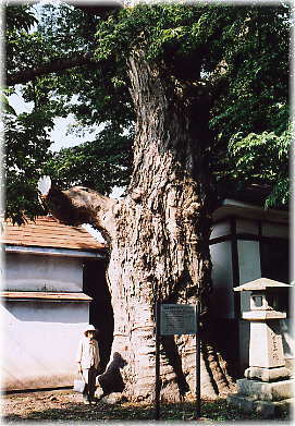 画像:熊野神社の大ケヤキ(幹と並ぶ)