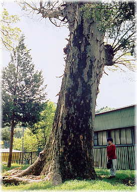 画像:常葉諏訪神社大ケヤキ(幹と並ぶ)