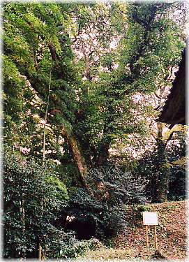 画像:白山神社のタブノキ